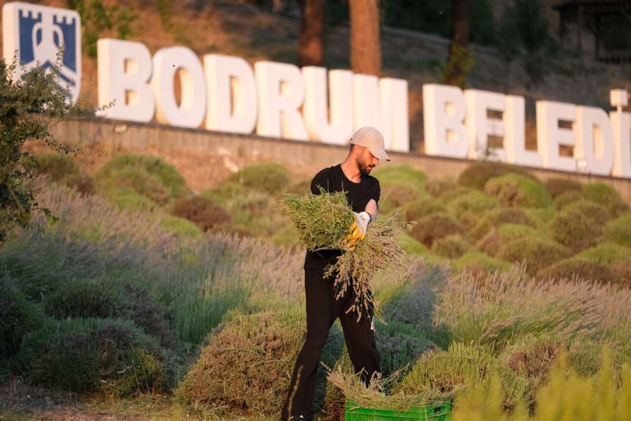 Gençler Tarımı Sahada Öğreniyor: Bodrum’da Güne Lavanta Hasadıyla Başlıyorlar 3